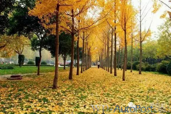 哇，原来郑州的秋天可以这么美！
