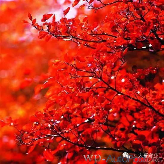 收藏！郑州人秋天出游赏红叶最佳景点