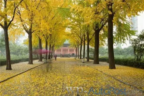 好美！郑州人民公园的秋色