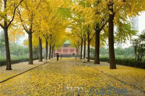 好美！郑州人民公园的秋色