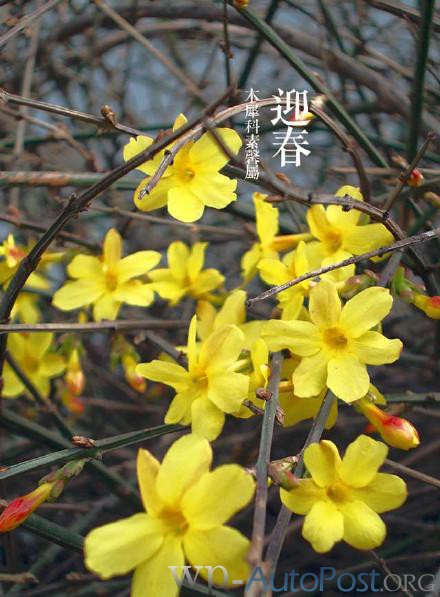 三月花开：郑州公园的这些花你都认识吗？