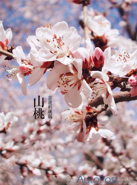 三月花开：郑州公园的这些花你都认识吗？