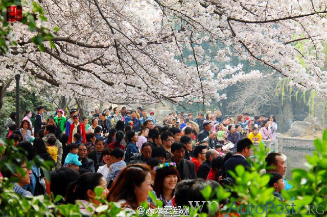 郑州的春天，犹如一座春城