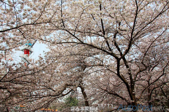 郑州的春天，犹如一座春城