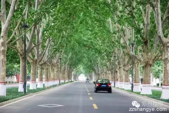 另一种郑州：大树、成荫、神秘的园