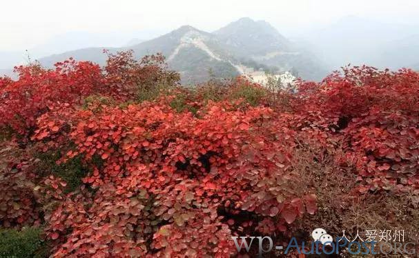 收藏！郑州人秋天出游赏红叶最佳景点