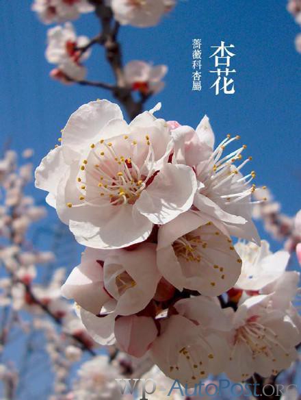三月花开：郑州公园的这些花你都认识吗？