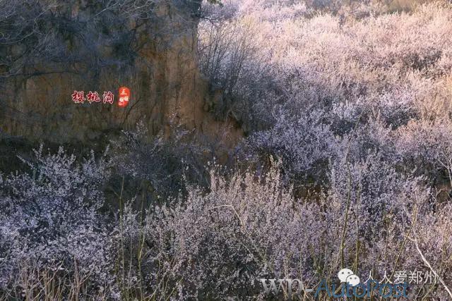 约么？郑州侯寨“百里樱桃沟” 等你来欣赏