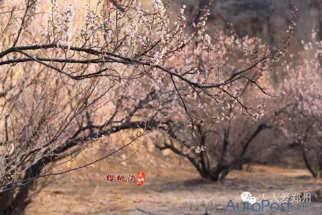 约么？郑州侯寨“百里樱桃沟” 等你来欣赏