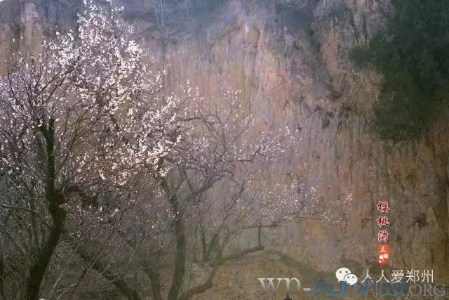 约么？郑州侯寨“百里樱桃沟” 等你来欣赏