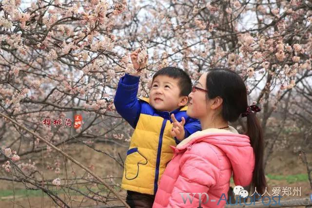 约么？郑州侯寨“百里樱桃沟” 等你来欣赏