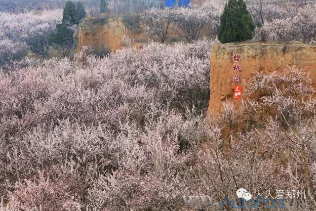 约么？郑州侯寨“百里樱桃沟” 等你来欣赏