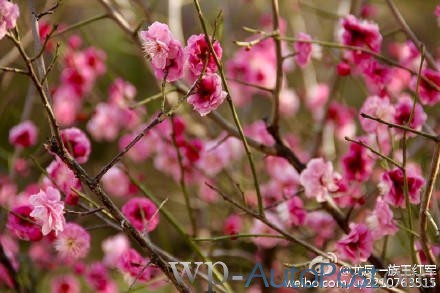 随手拍丨郑州大学校园的那些花儿