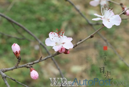 随手拍丨郑州大学校园的那些花儿