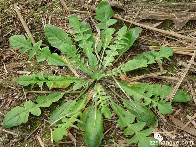 舌尖上的春味，郑州最强野菜采挖攻略！